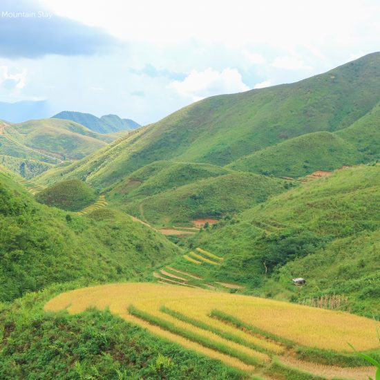 rice terrace