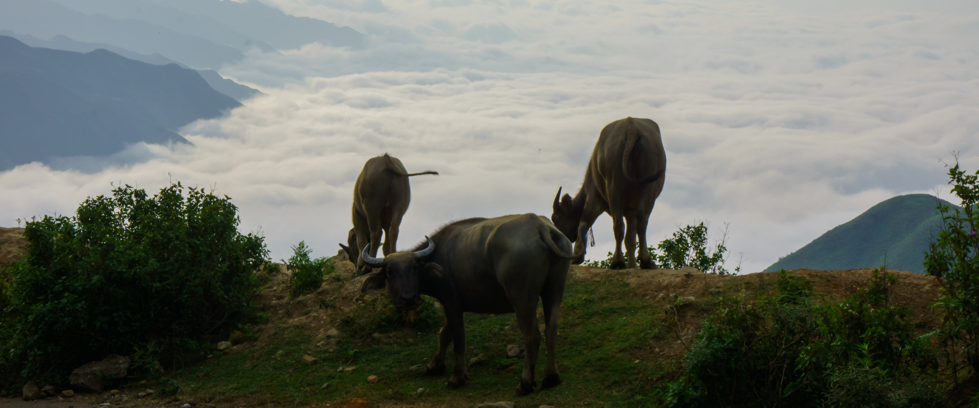 buffalo and mountain cloud
