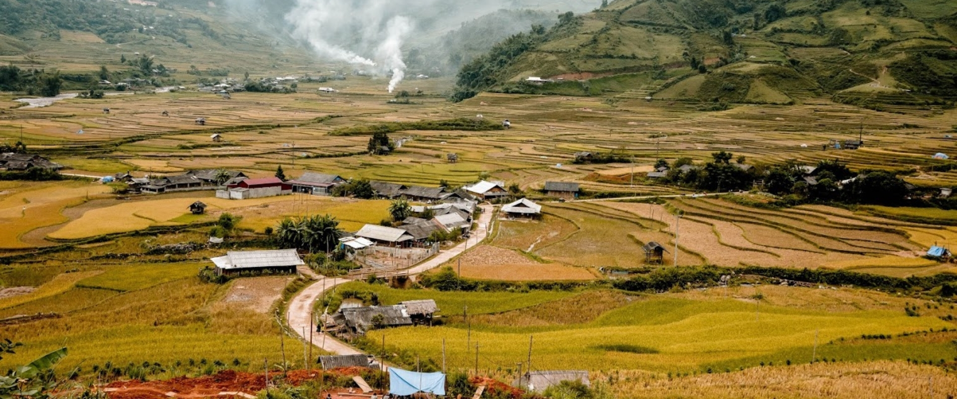 Cao Bang golden rice field in harvest season