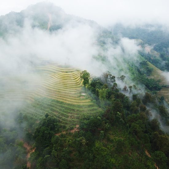 Hoang Su Phi-rice terraces