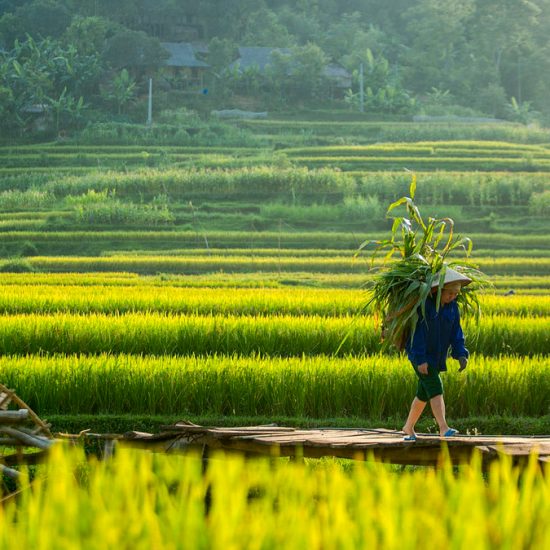 Rice paddy and local people