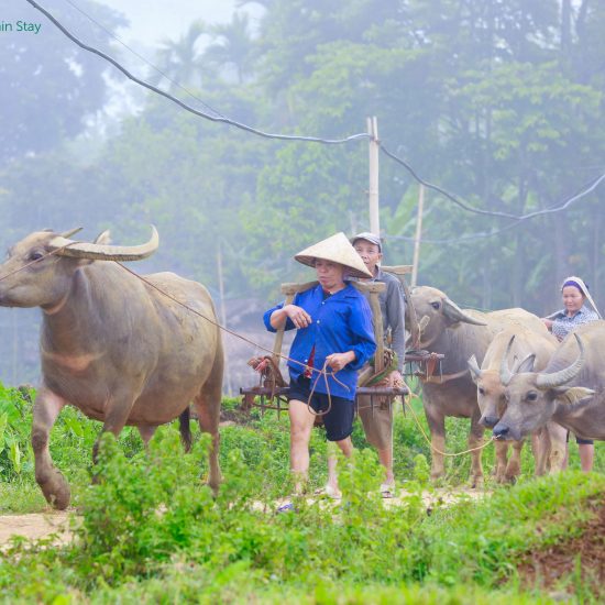 Farmer walking buffalo