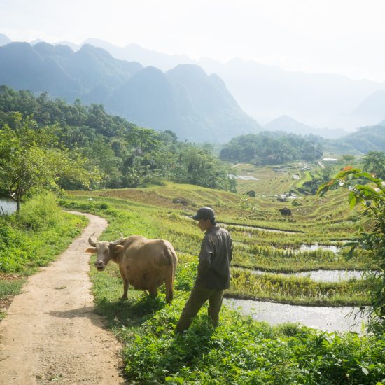 Pu Luong rice terrace-