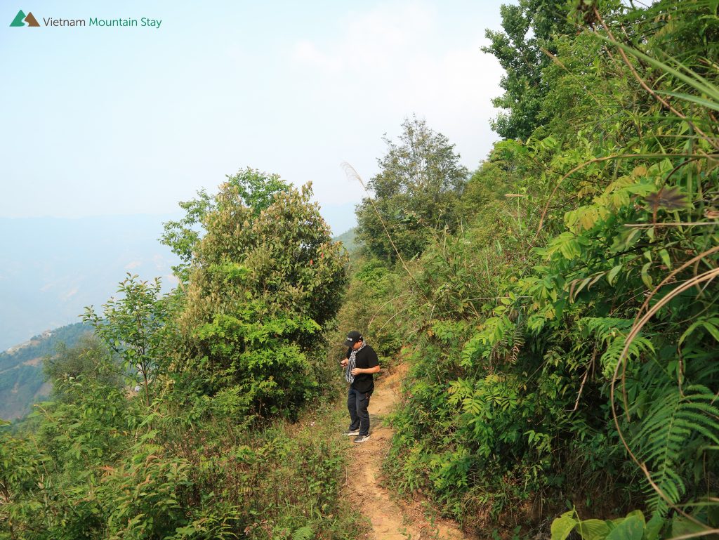 Trekking through the forest