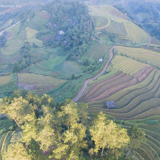 Mu Cang Chai rice terraces