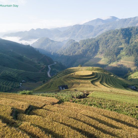 Mu Cang Chai rice terraces