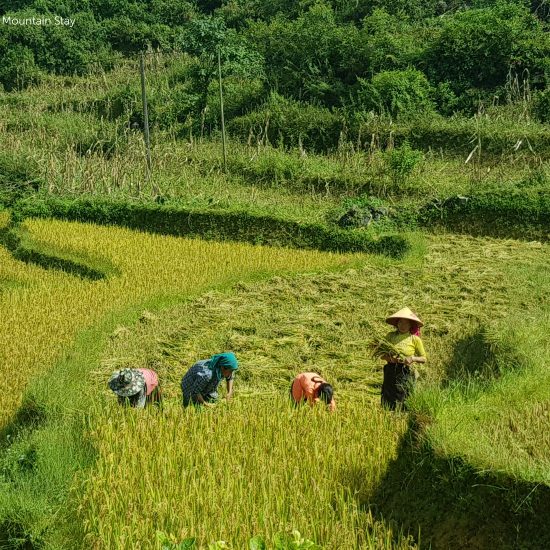 Farmers harvest rice