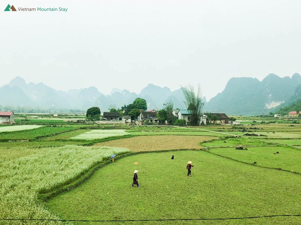 Green paddy field