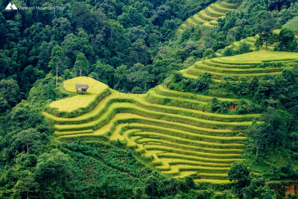 Ha Giang golden season