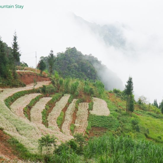 Ha Giang rice terraces