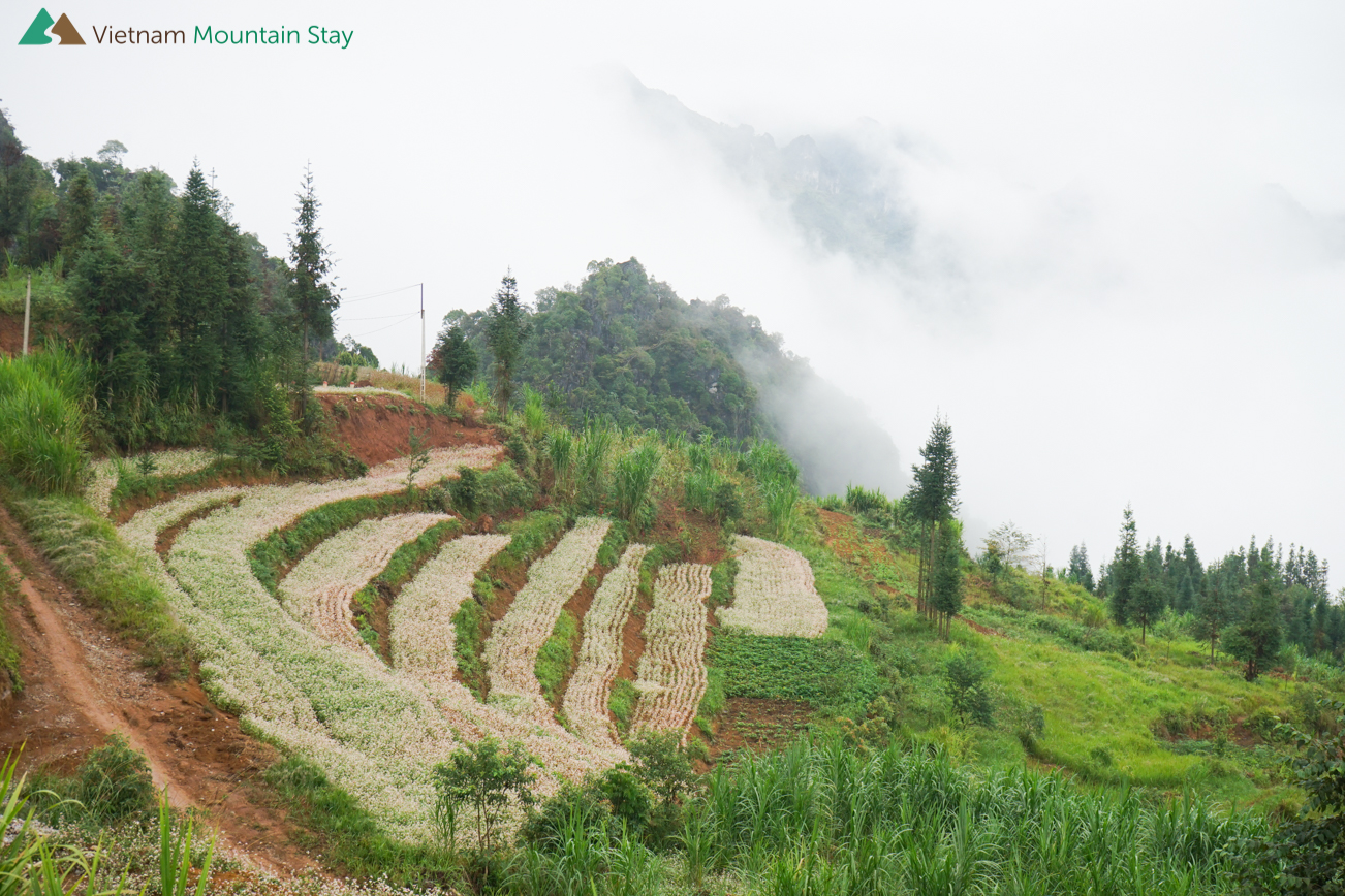 Ha Giang rice terraces