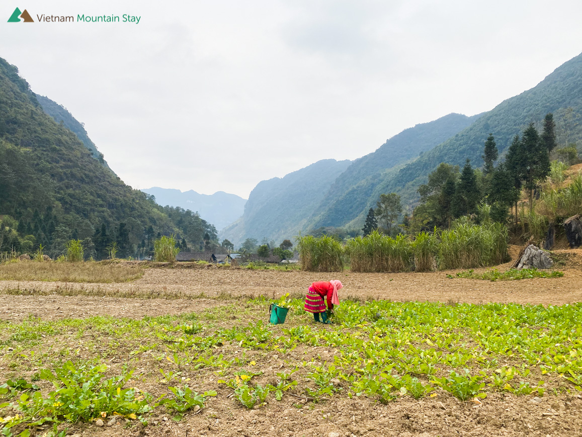 Ha Giang beautiful scenery