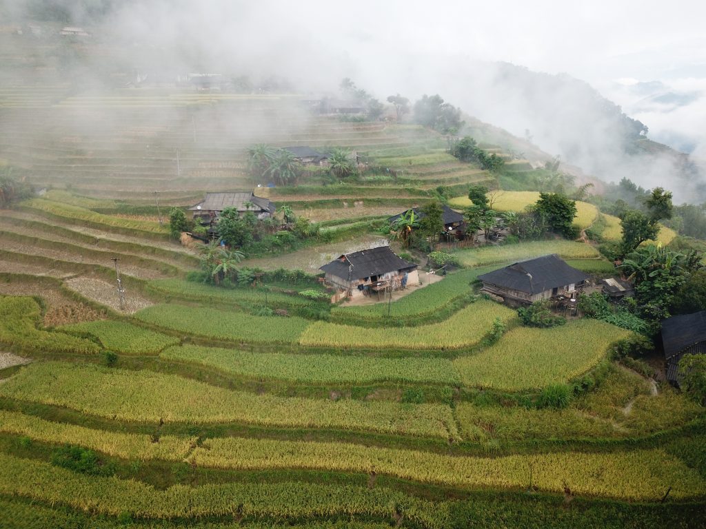 Hoang Su Phi golden rice