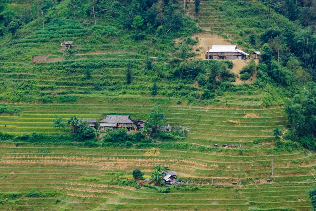 Hoang Su Phi rice terrace