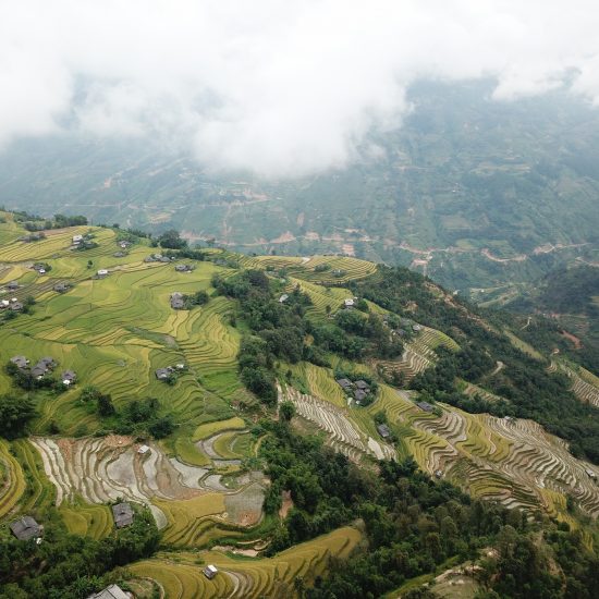 Hoang Su Phi terrace rice