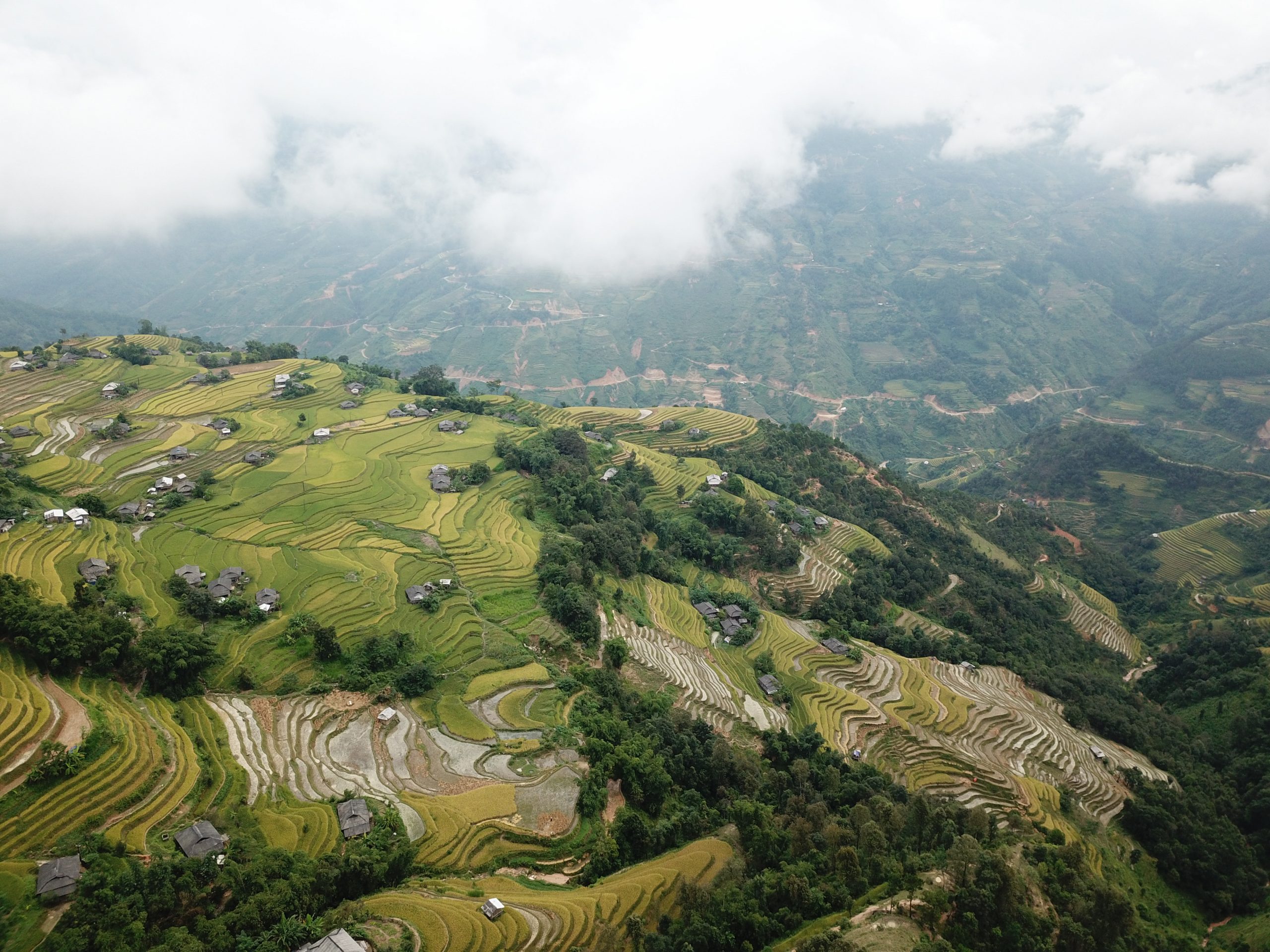 Hoang Su Phi terrace rice