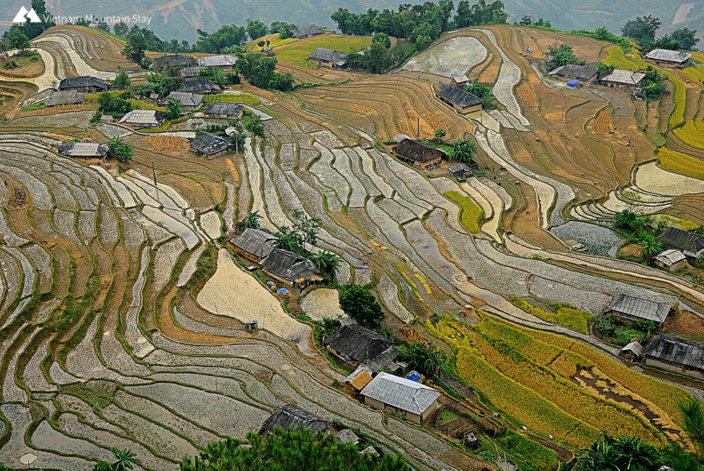 Hoang Su Phi-rice terraces