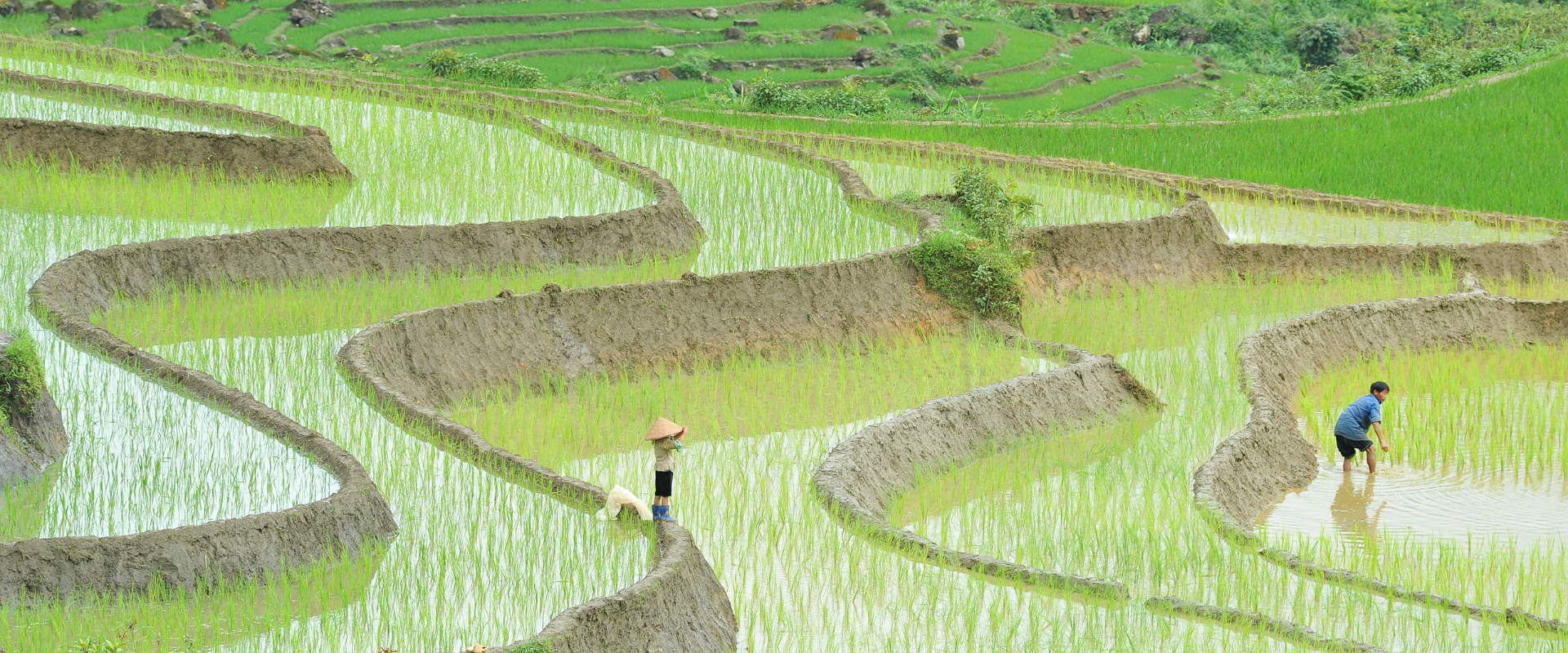 Mu Cang Chai terrace rice