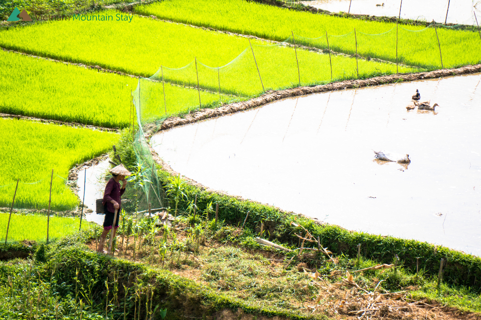 Pu Luong golden rice