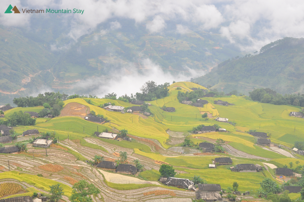 Hoang Su Phi terrace rice